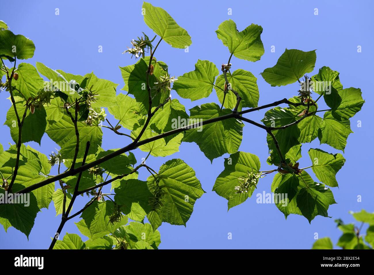 Manchu Gestreifter Ahorn Acer tegmentosum Stockfoto