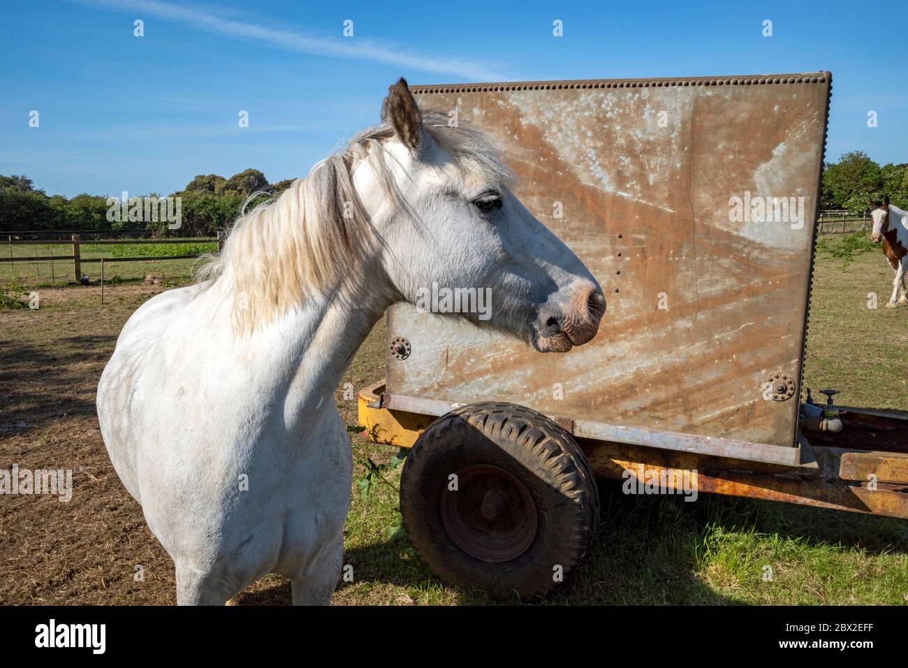 Pferde Stockfoto