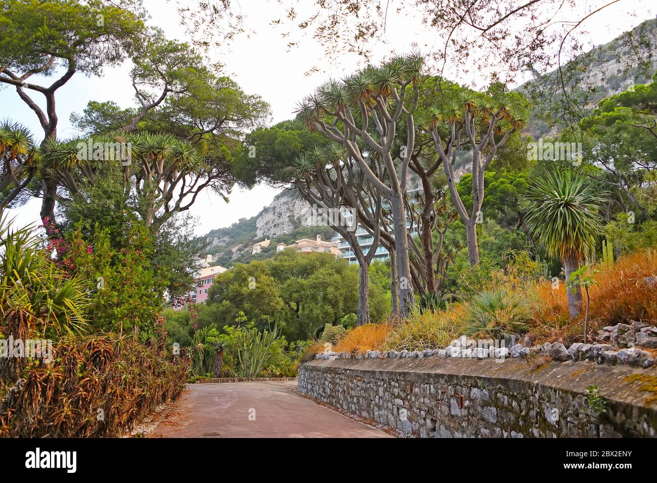 Pfad durch den Park mit Drachenbaum der Kanarischen Inseln und anderen Pflanzen im La Alameda botanischen Garten, Gibraltar, britisches Überseegebiet. Stockfoto
