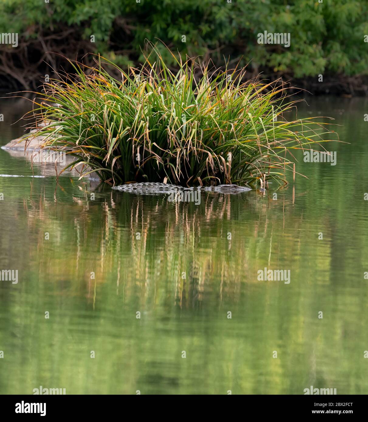 Das Ranganathittu Bird Sanctuary ein Paradies mit über 200 Arten von lebendigen und wunderschön aussehenden Vögeln und Nistreiher beherbergt Vogelvarianten Stockfoto