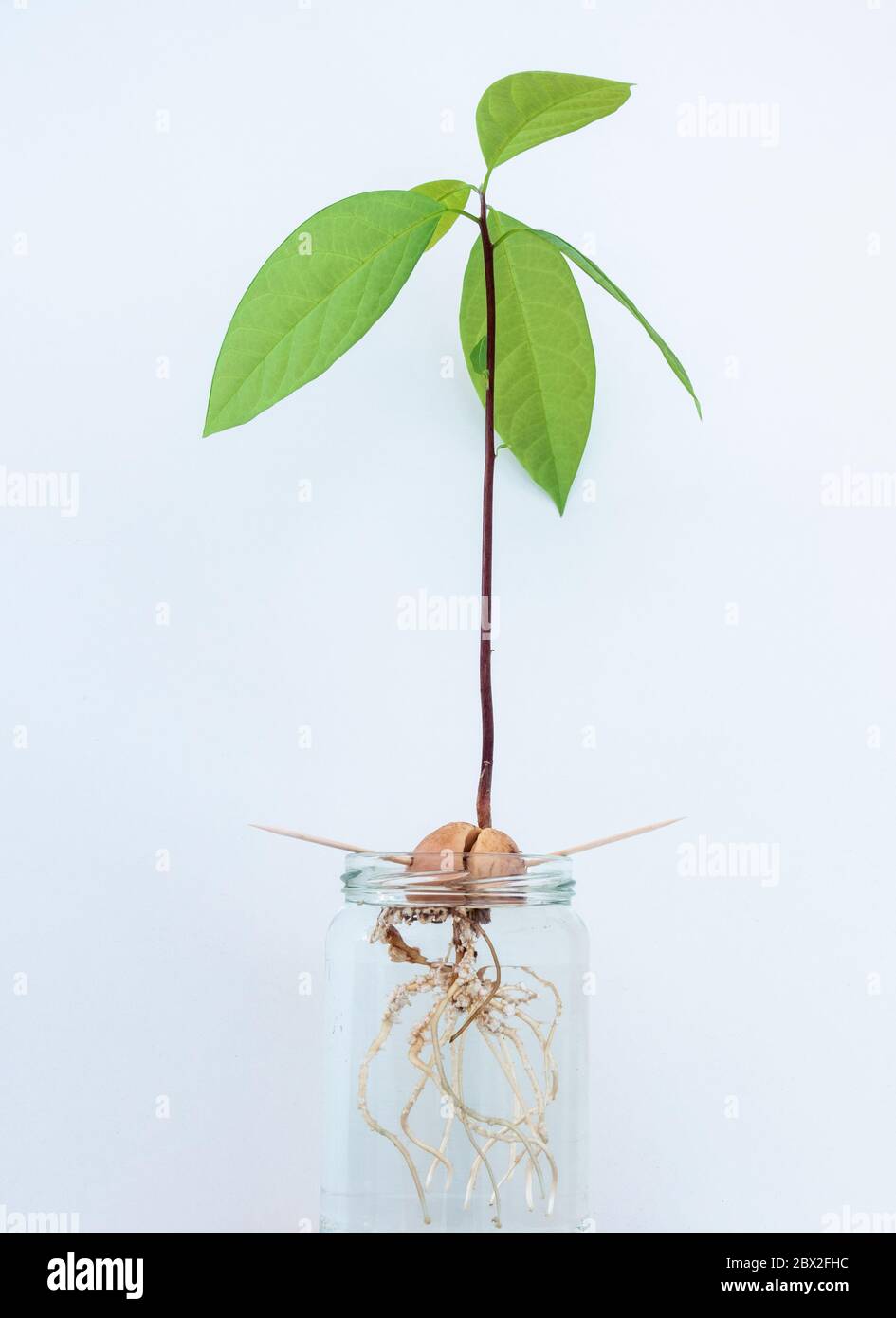 Avocado Stein, Samen, wächst im Wasser.Nachhaltiges Leben, nachhaltiges Lifestyle-Konzept Stockfoto