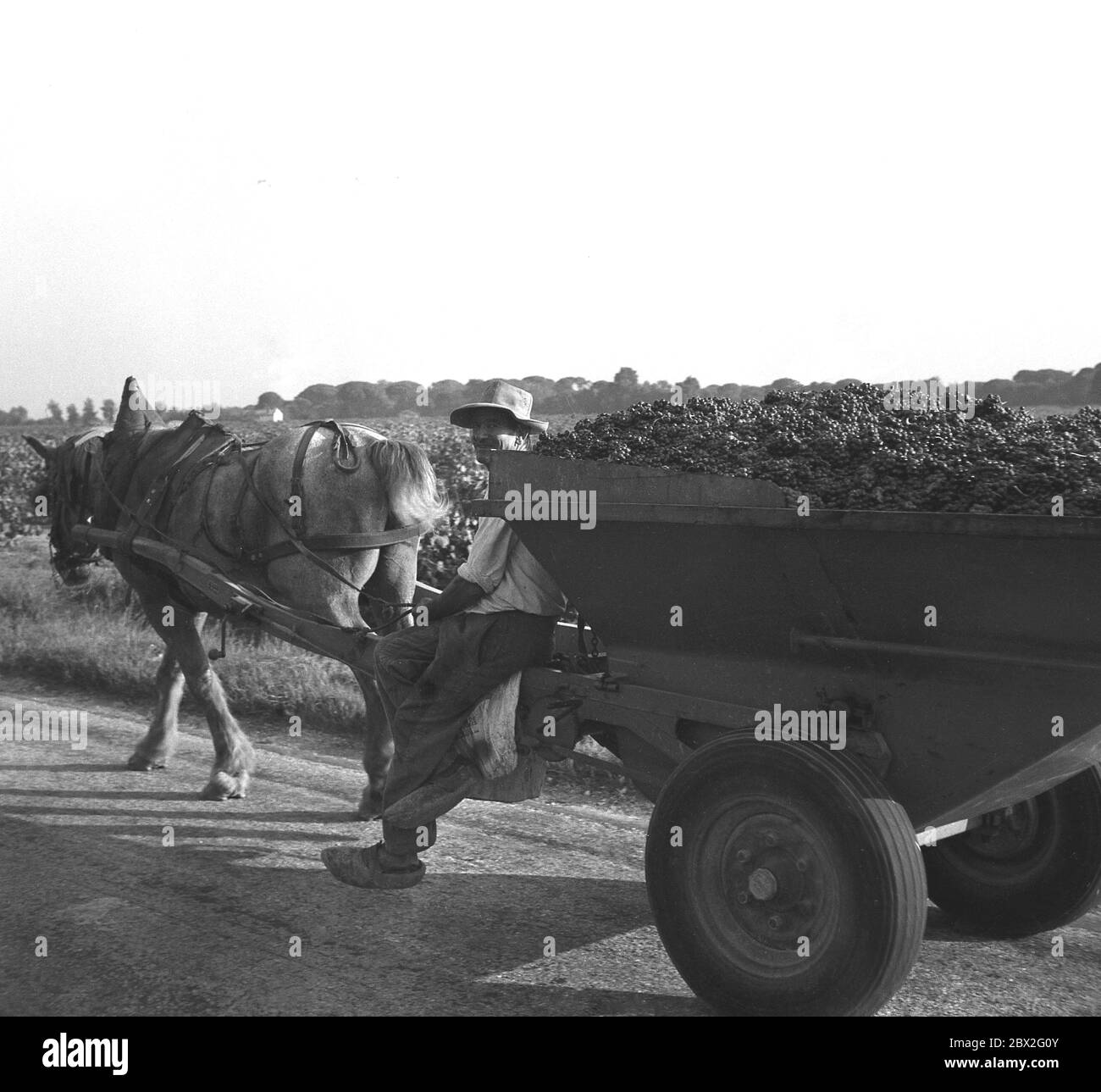 1960, historisch, Frankreich, Süd, Französisch Bauer sitzt auf der Ecke seines zweirädrigen Holzkarren gefüllt hoch mit Trauben aus der Ernte, die von einem Pferd oder Esel gezogen, Frankreich. Stockfoto