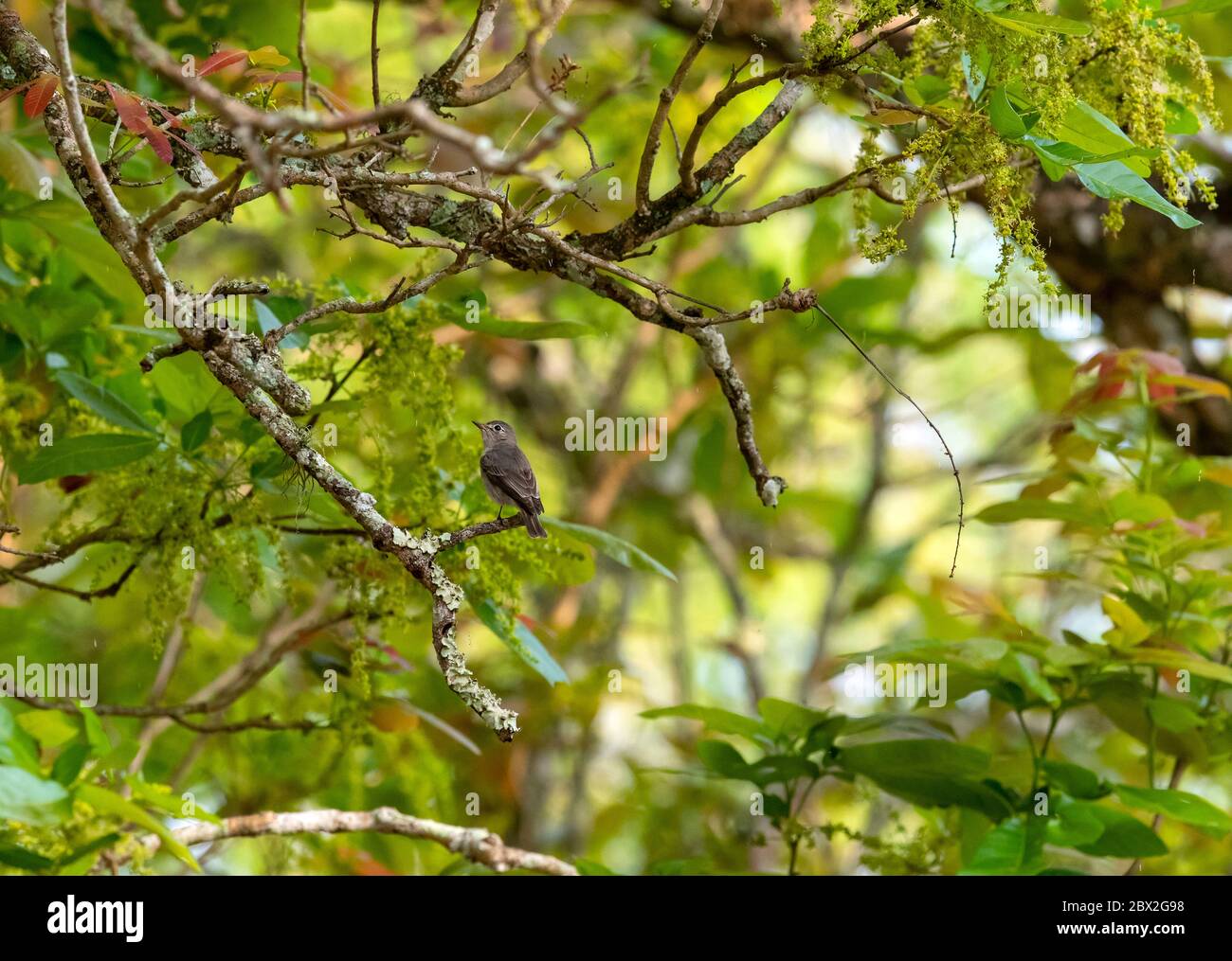 Das Ranganathittu Bird Sanctuary ein Paradies mit über 200 Arten von lebendigen und wunderschön aussehenden Vögeln und Nistreiher beherbergt Vogelvarianten Stockfoto