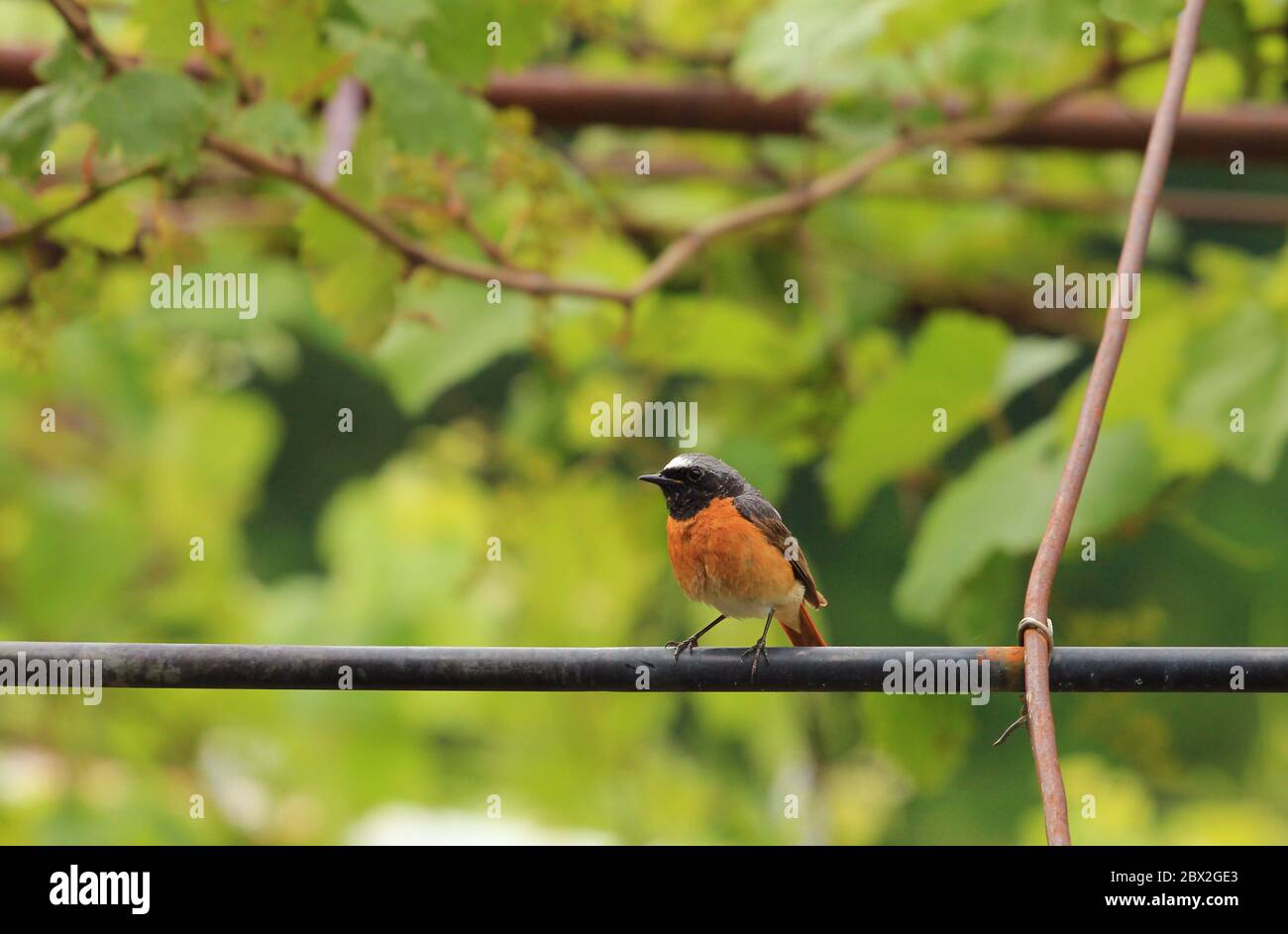 Dies ist ein wunderbarer Vogel. Stockfoto