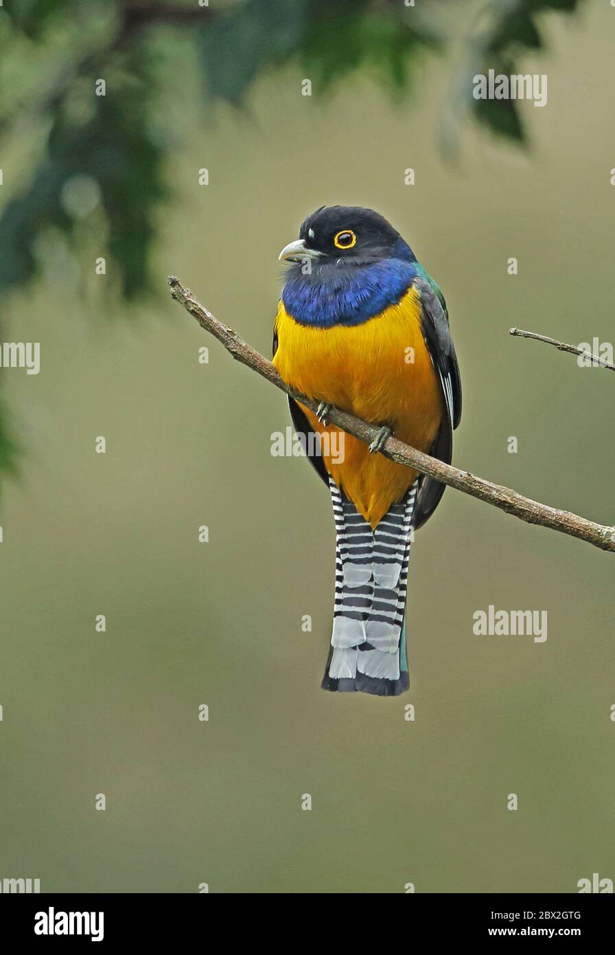 Gartered Trogon (Trogon caligatus) erwachsenes Männchen auf dem toten Zweig Panacam, Honduras Februar 2016 Stockfoto