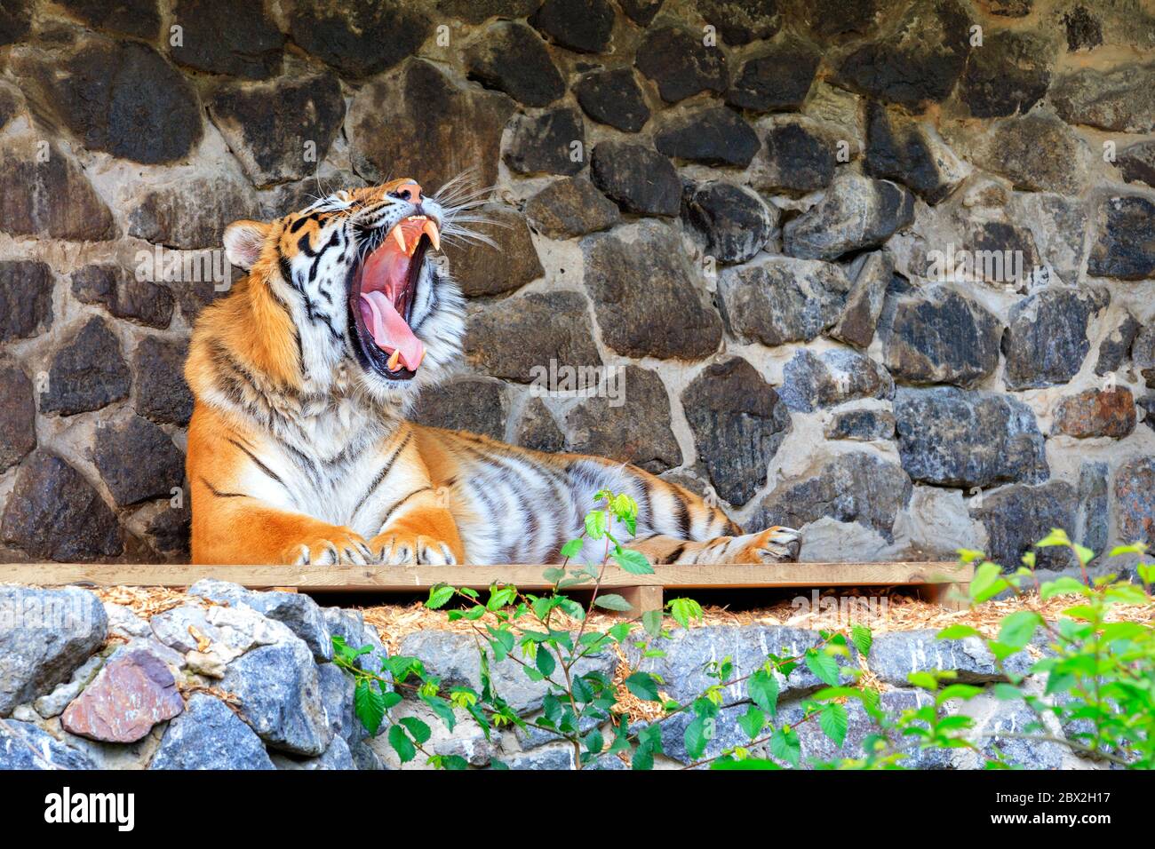 Der Tiger liegt auf einer hölzernen Plattform nahe einer Steinmauer mit weit geöffnetem Mund und zeigt seine Zunge mit kräftigen Reißzähne. Stockfoto