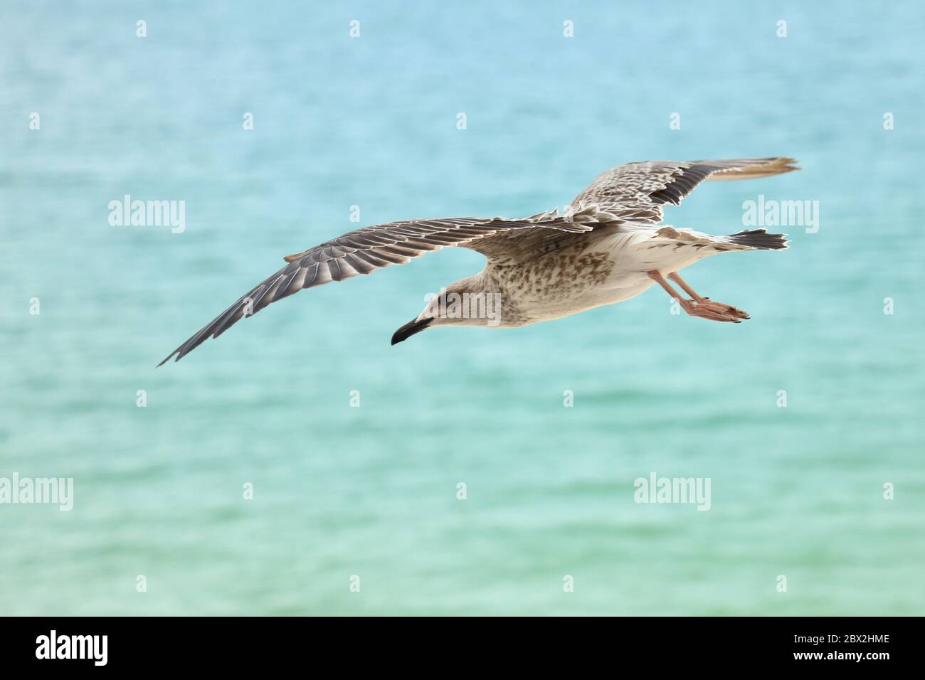 Eine Möwe im Flug über das Schwarze Meer in Bulgarien Stockfoto