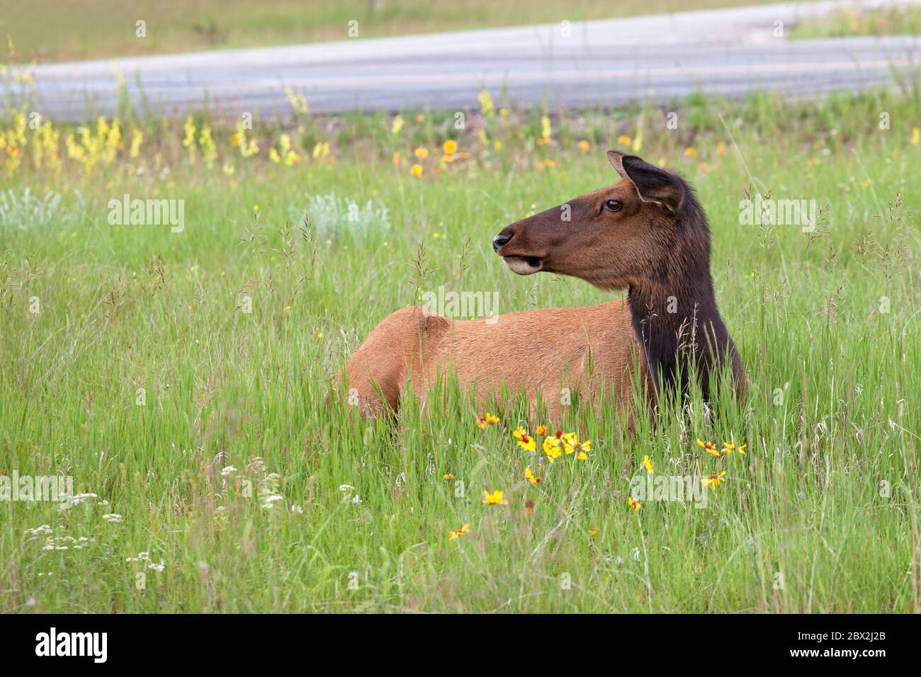 Elch, weiblich Stockfoto