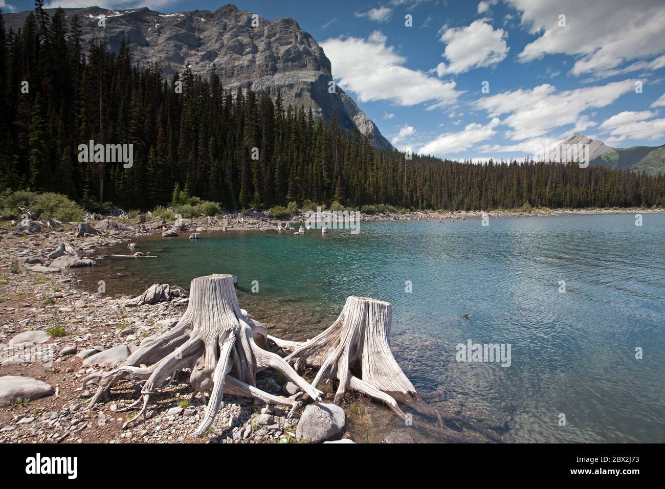 Stumps und Upper Kananaskis Lake Stockfoto