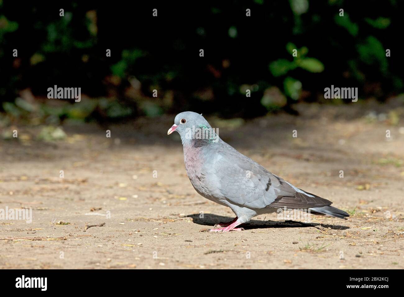 Hohltaube (Columba Oenas) Stockfoto