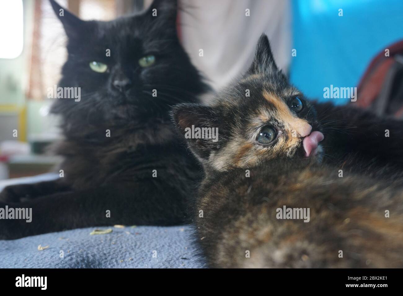 Kätzchen leckt es ist Nase vor ihrem Mutter Katze. Stockfoto