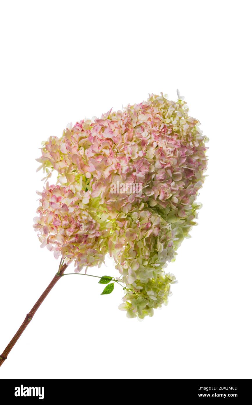 Hortensia Blumen isoliert auf weißem Hintergrund Stockfoto