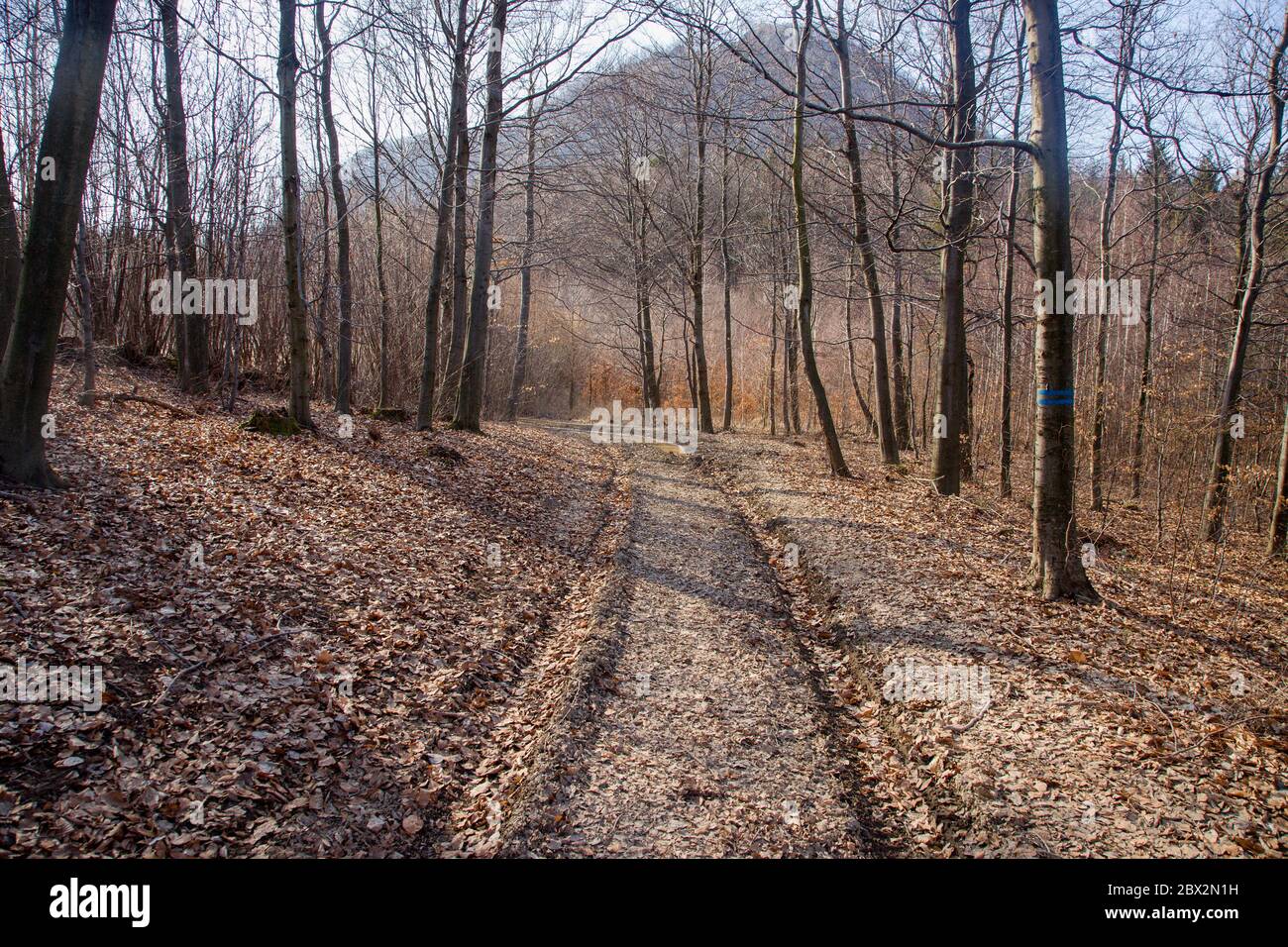 Forststraße mit Straßenbahnen im Wald im Frühjahr, Slowakei Stockfoto