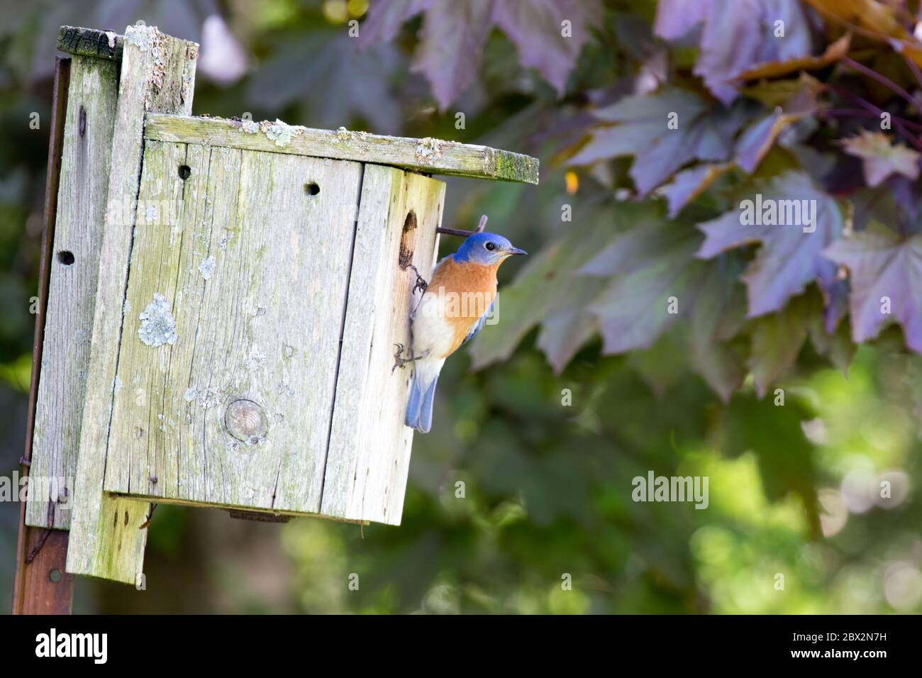 Ein Ostbluebird, der auf einem Nistkasten in Union, Ontario, Kanada thront. Stockfoto