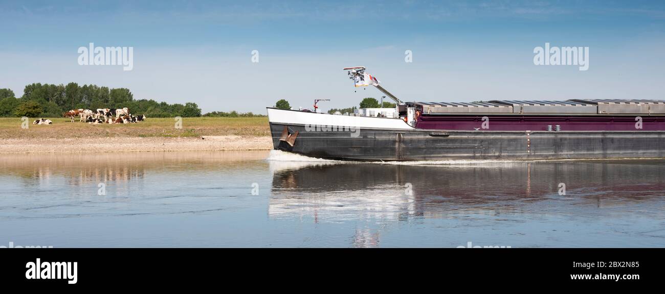 Junge Kühe in der Nähe von Fluss und Schiff auf ijssel zwischen zutphen und arnhem Stockfoto
