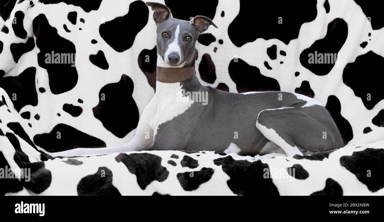 Grau und weiß Whippet auf Kalbslederdecke Stockfoto