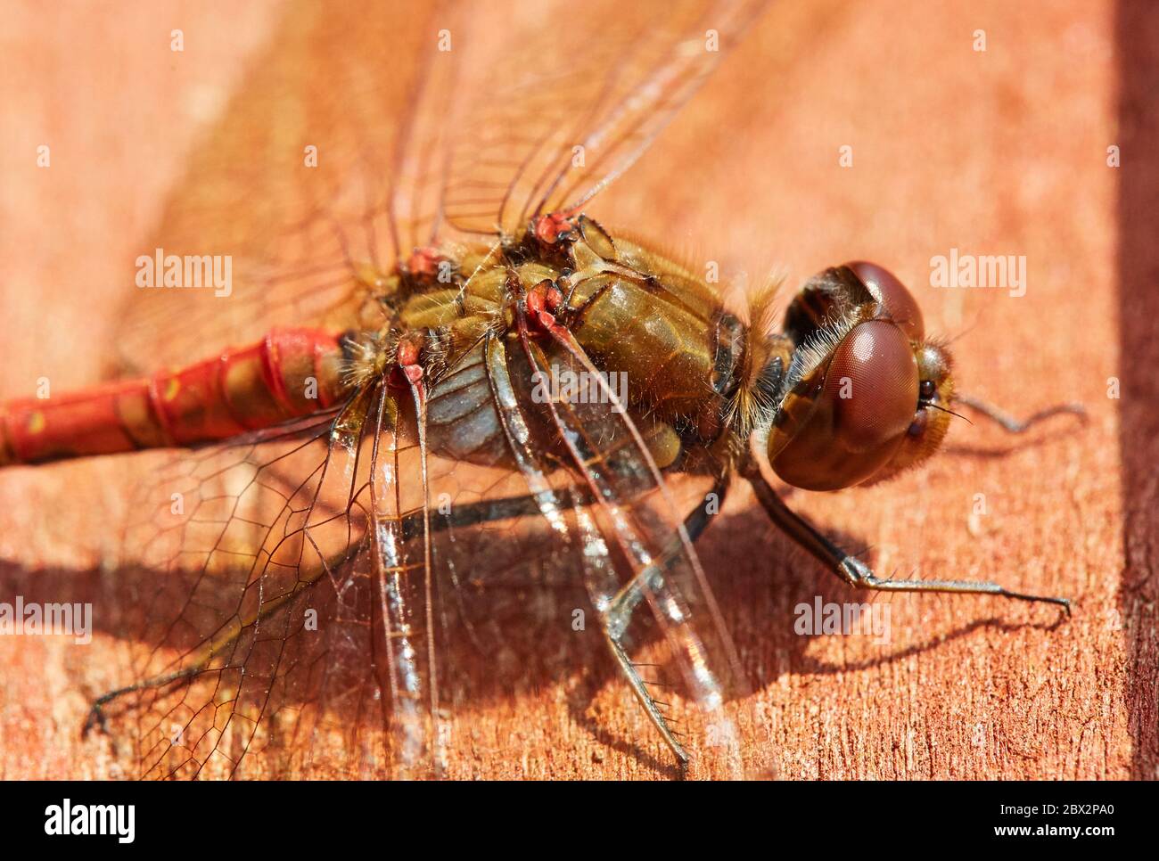 Große gemeinsame darter Rote Libelle sitzt auf einem Zaun in der Sonne mit großen Flügel Stockfoto