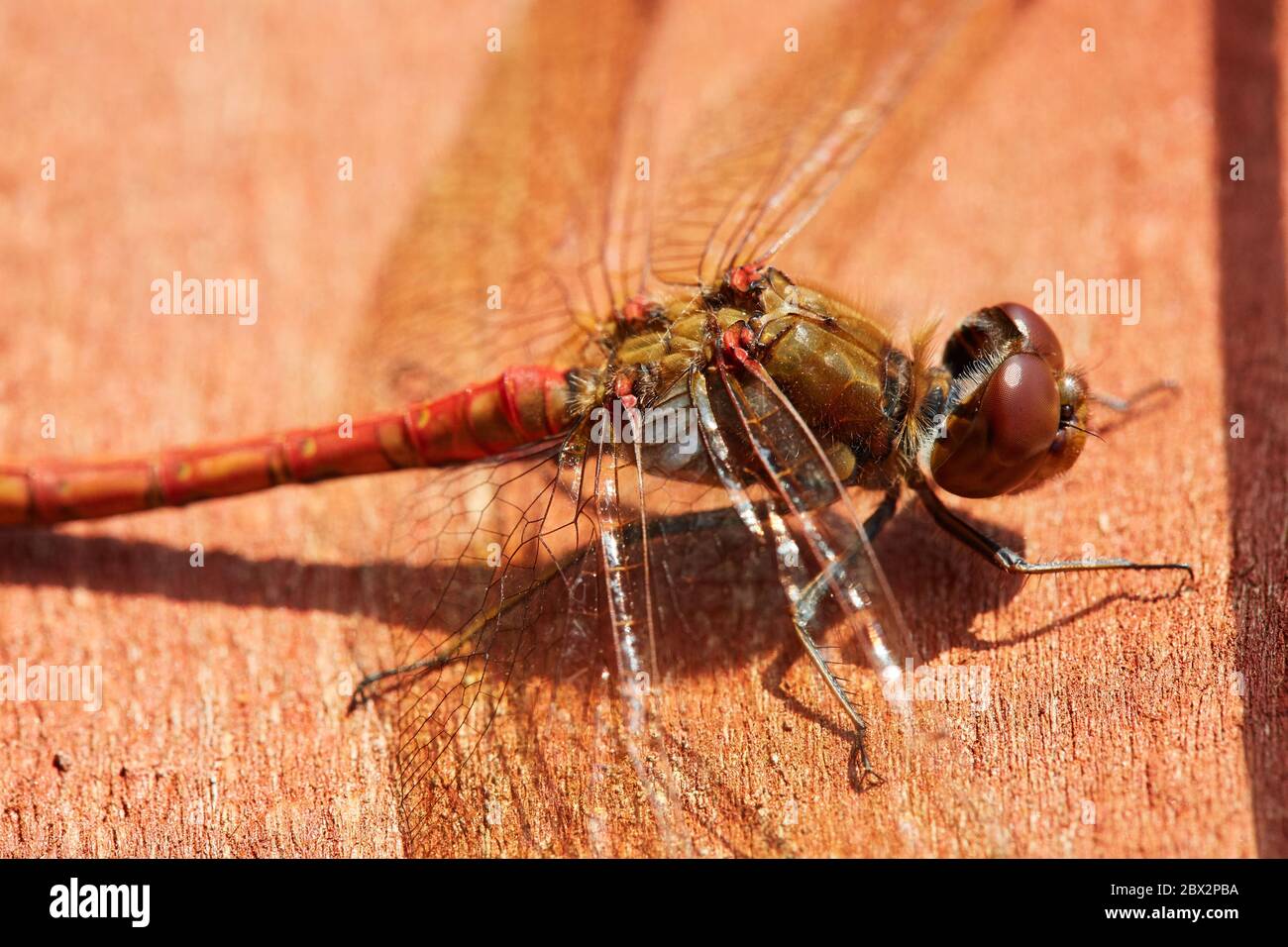 Große gemeinsame darter Rote Libelle sitzt auf einem Zaun in der Sonne mit großen Flügel Stockfoto