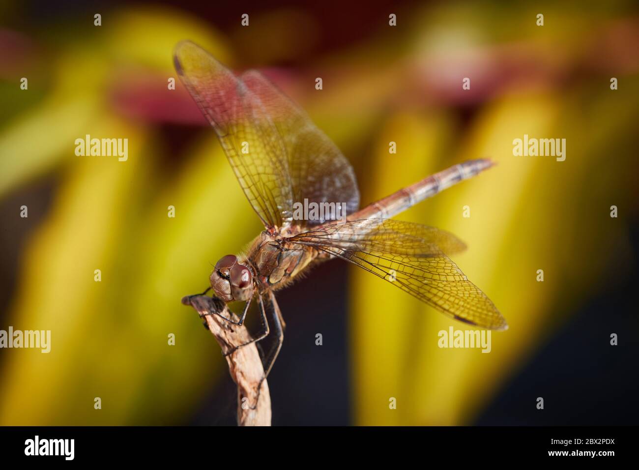 Große Libelle Stockfoto