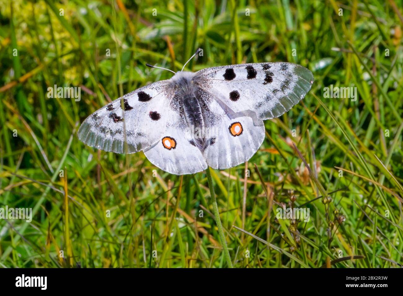 Frankreich, Isere, Vercors Nationalpark, Apollo Schmetterling (Parnassius apollo) Stockfoto