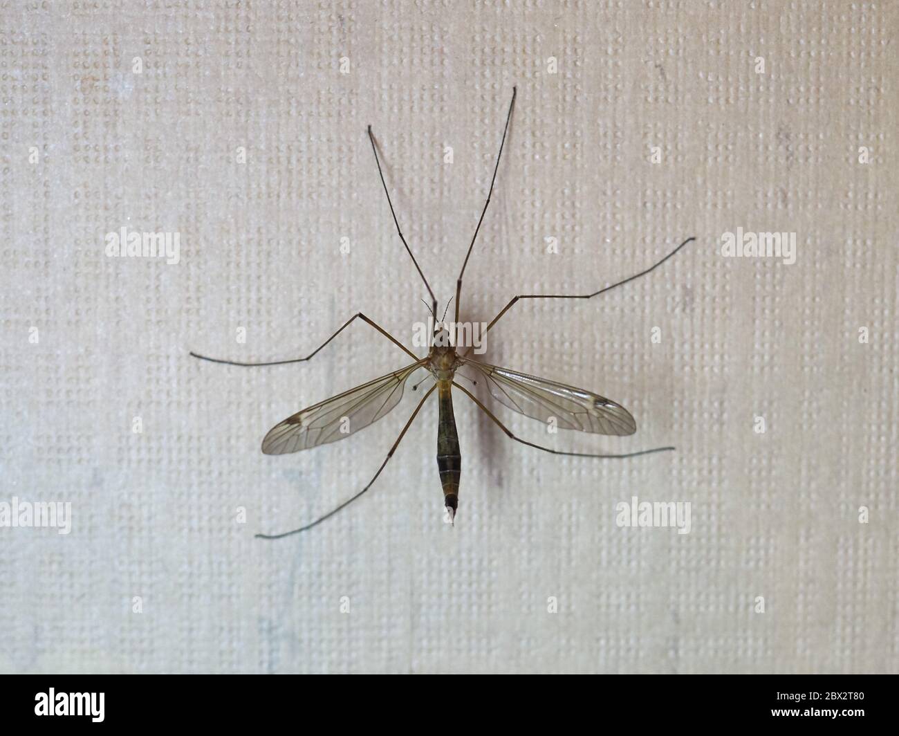 Kranfliegenmücke aka Papa Langbeine der Tierklasse Insecta (Insekten) Stockfoto