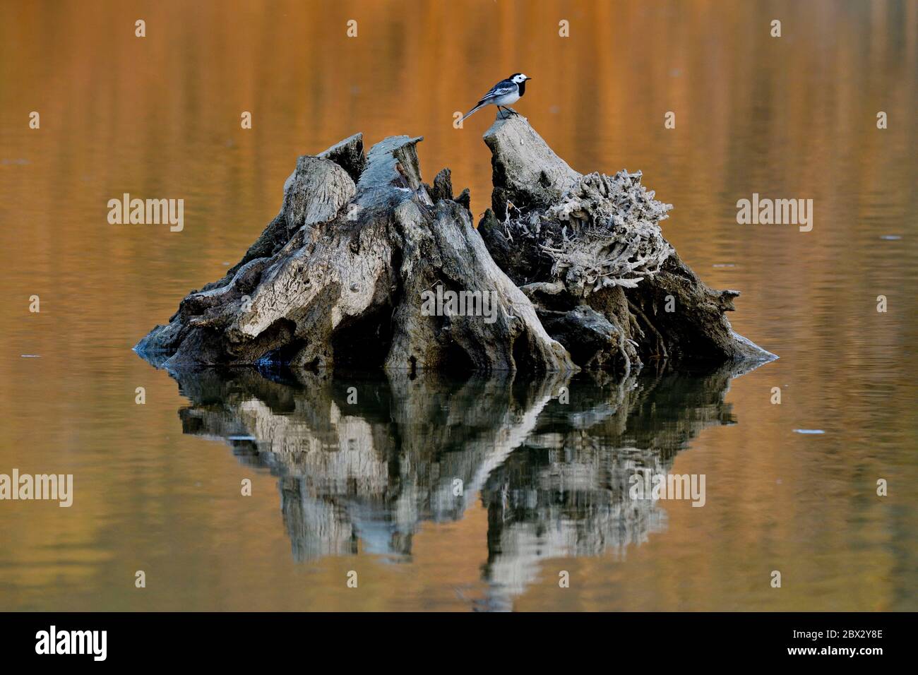 Frankreich, Doubs, Wasserwurzel, Graue Bachstelze (Motacilla alba alba), Reflexion Stockfoto