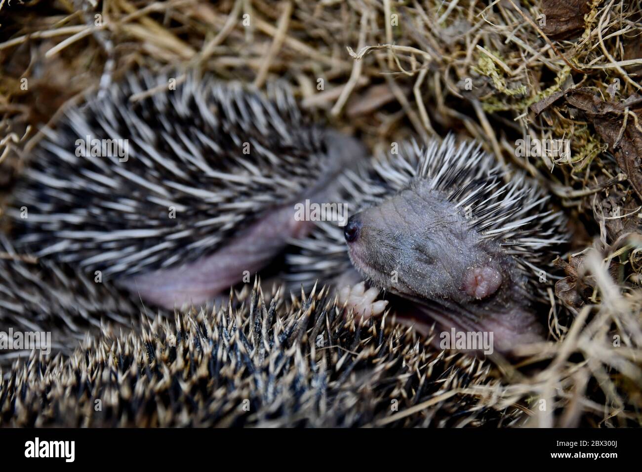 Frankreich, Doubs, Igel (Erinaceus europaeus), jung im Nest Stockfoto