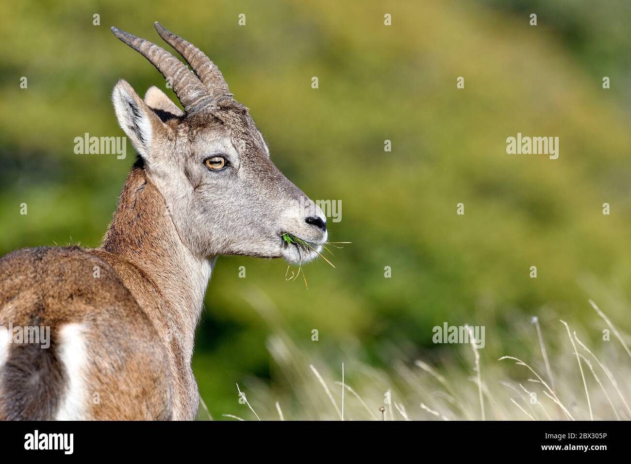 Schweiz, Schweizer Jura, Kanton Neuchâtel, Val-de-Travers, Cirque du Creux-du-Van, Steinbock (Capra Steinbock), jung Stockfoto