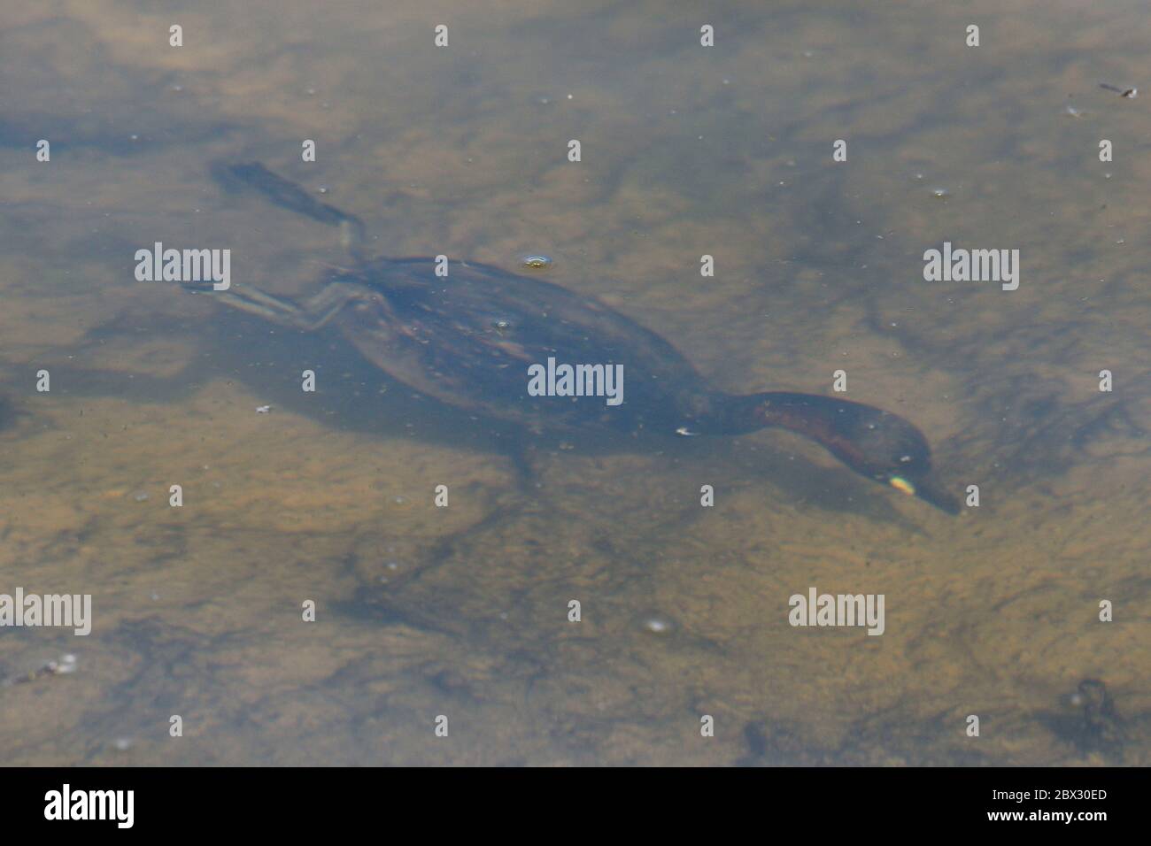 Frankreich, Somme, Baie, Grebe castagneux (Tachybaptus ruficollis), Erwachsene Unterwasserjagd Stockfoto