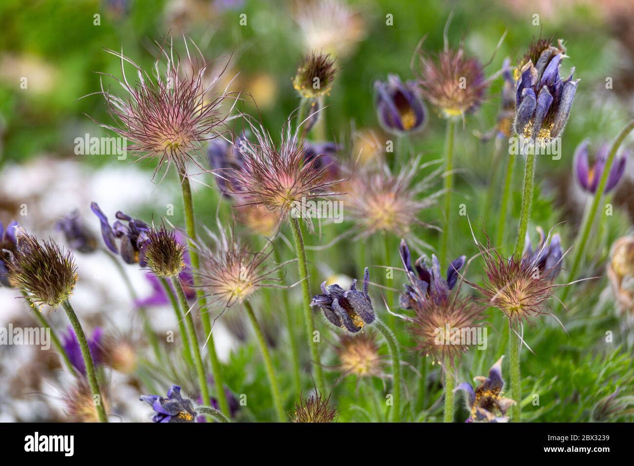Pulsatilla montana, eine der Arten der Gattung Pulsatilla, bekannt als osterblume oder Wiesenanemone oder Pasquenblume oder Präriecrocus oder Windblume Stockfoto