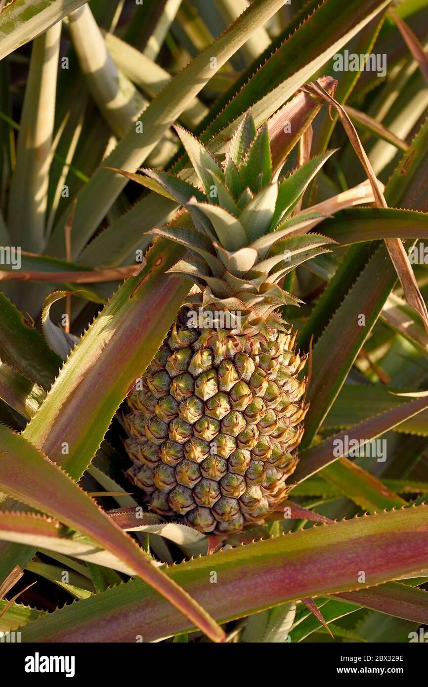 Frankreich, Réunion Island (Französisch Übersee-Department), Südküste, Petite-Ile, Victoria Ananas Plantage Stockfoto