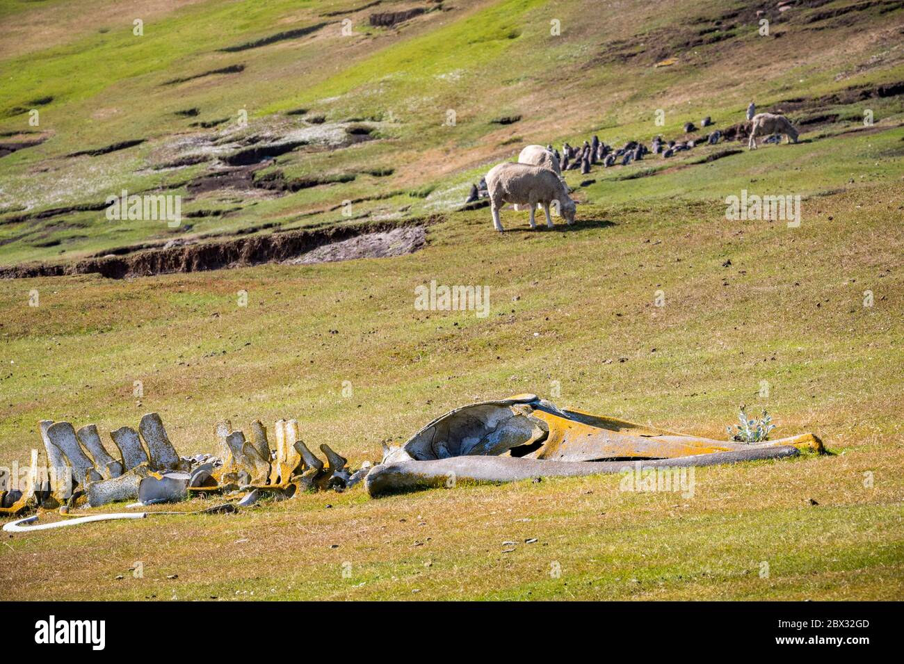 Falklandinseln, Saunders Island, Skelett eines jungen Rudolphi- oder Nördlichen Wals oder Rudolphi-Wals oder Rudolph sei (Balaenoptera borealis) Stockfoto