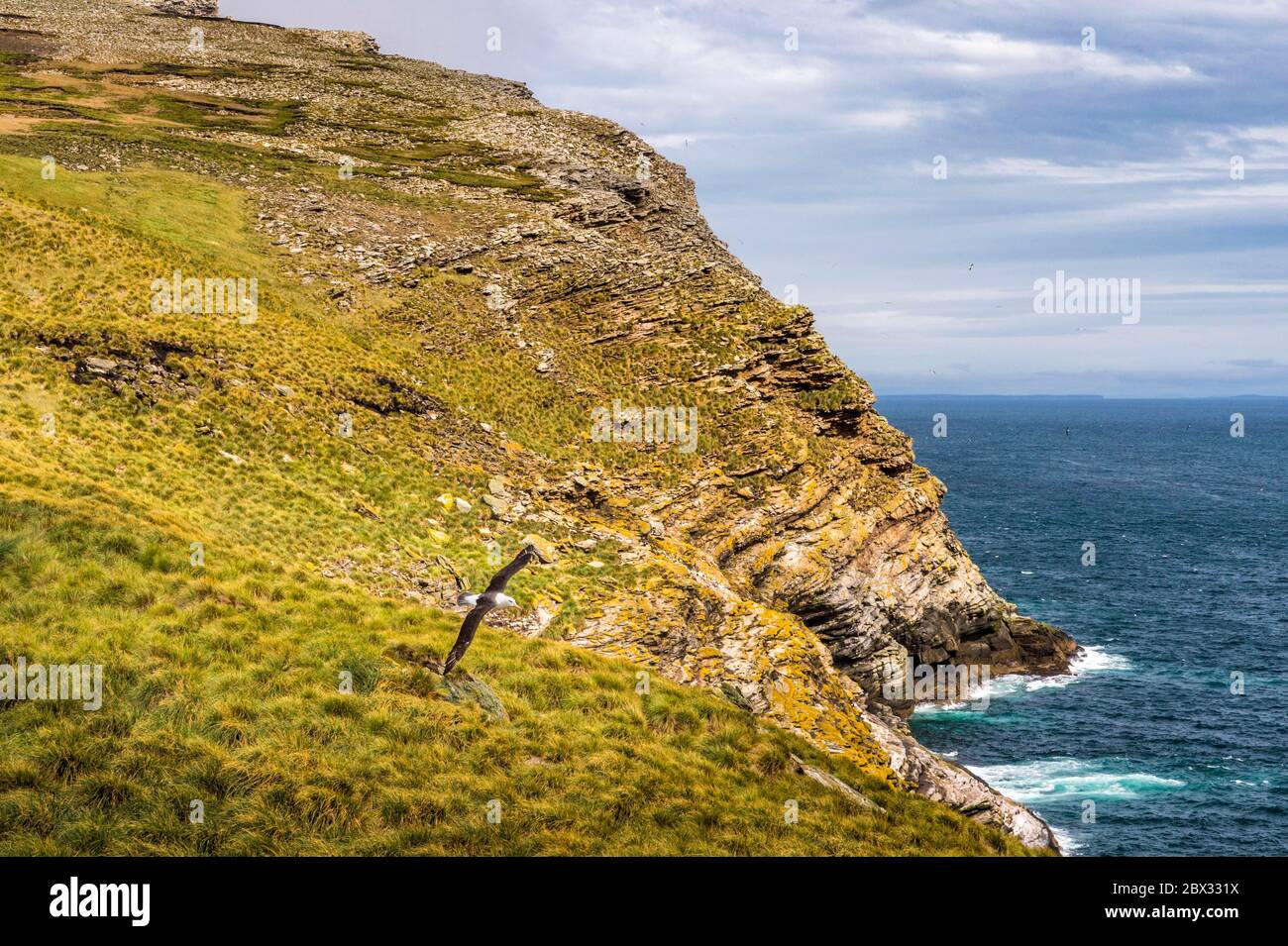 Falklandinseln, West Point Island, Schwarzbrauen-Albatros-Kolonie (Thalassarche melanophris), wird geschätzt, dass unter den 530,000 bis 680,000 bestehenden Schwarzbrauen-Albatrossen weltweit 60 bis 80% in den Falklandinseln sind Stockfoto