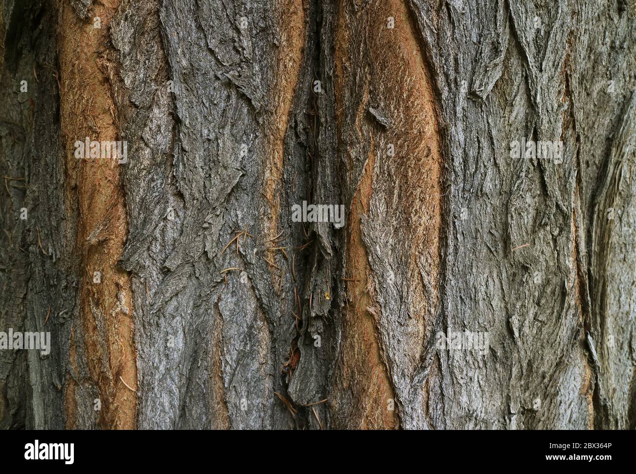 Dunkelbraune raue Baumrinde Textur für Hintergrund und Banner Stockfoto