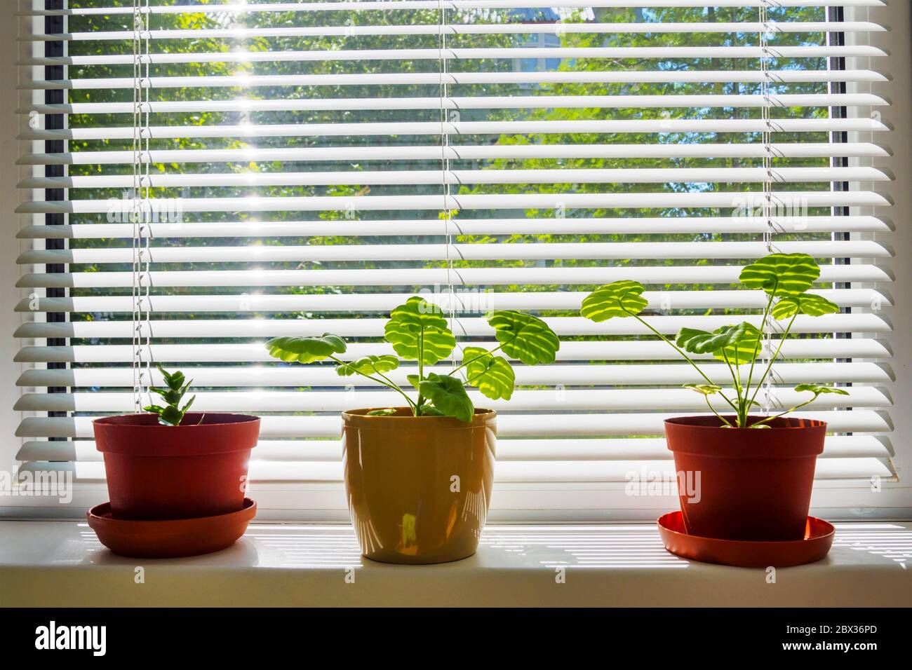 Drei Blumen auf der Fensterbank in einem braunen Töpfen auf Hintergründen von Jalousien. Konzept Inneneinrichtung. Stockfoto