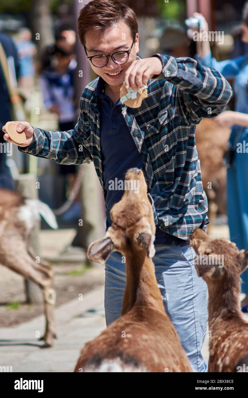 Nara / Japan - 12. Mai 2018: Touristen füttern Hirsch-Cracker (Shika-senbei) zu Hirschen im Nara Park, Nara, Japan Stockfoto