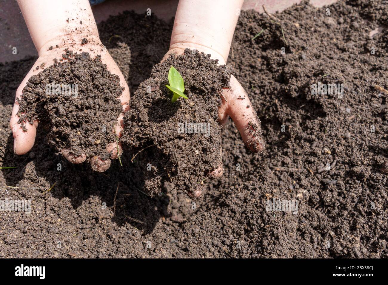 Kind hält junge Sämling Pflanze in den Händen. Konzept Erdtag, selektiver Fokus auf Pflanzen. Stockfoto