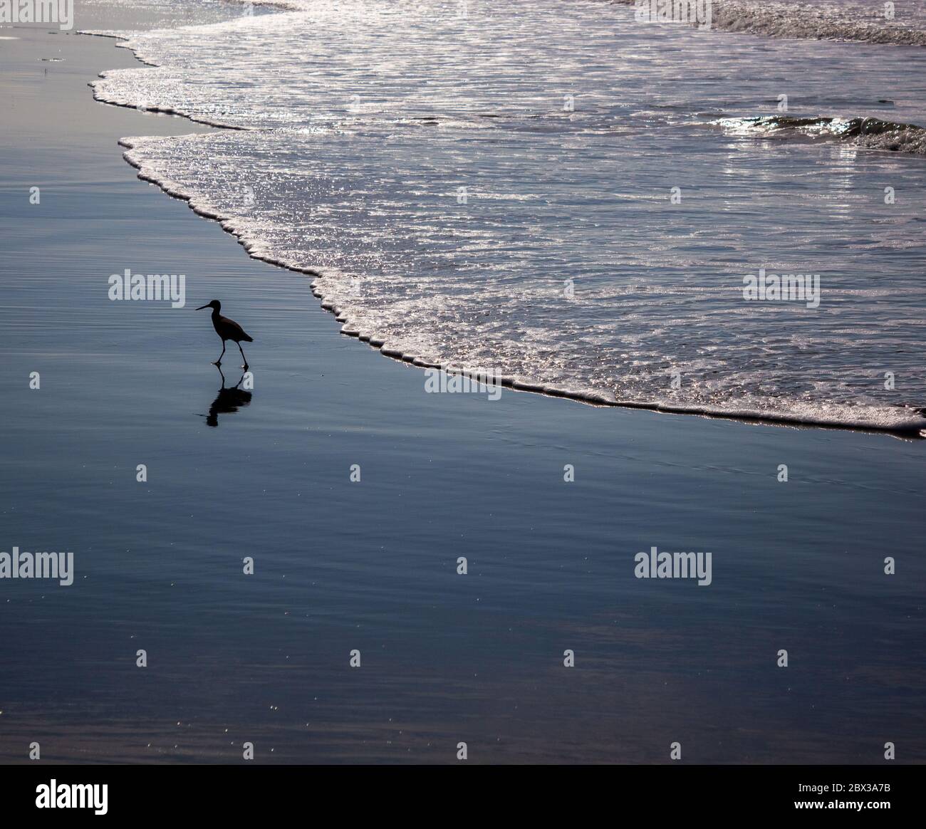 Sea Dunlin auf der Suche nach Nahrung, Angeln am Ufer nach jeder Welle Stockfoto