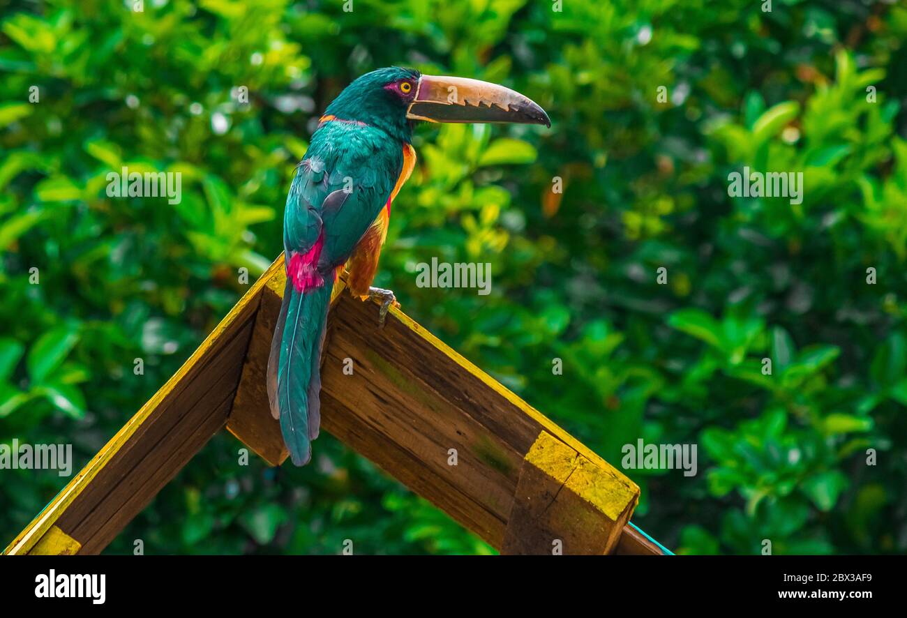 Ein sehr farbenfroher Tukan mit einem tropischen Wald dahinter Stockfoto