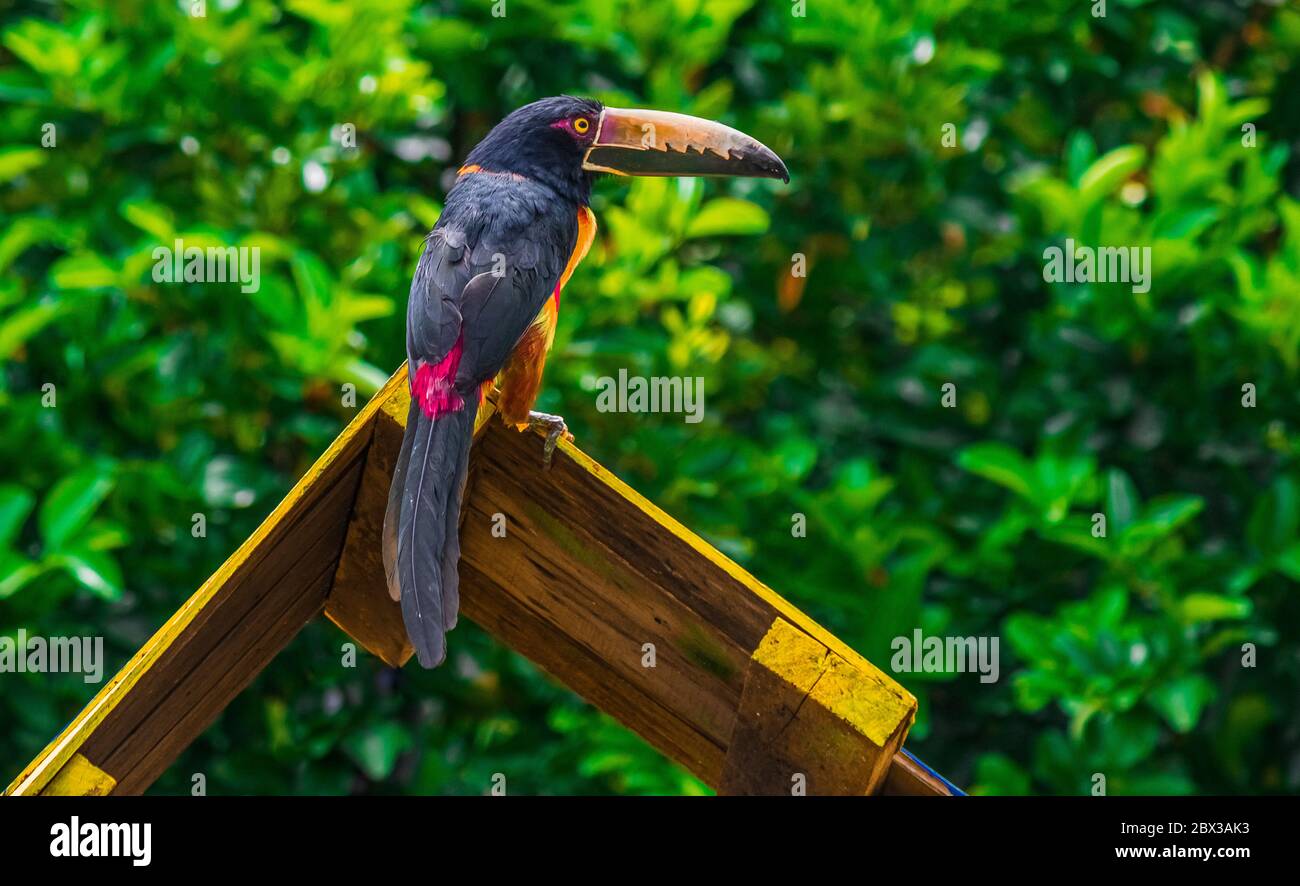 Ein sehr farbenfroher Tukan mit einem tropischen Wald dahinter Stockfoto