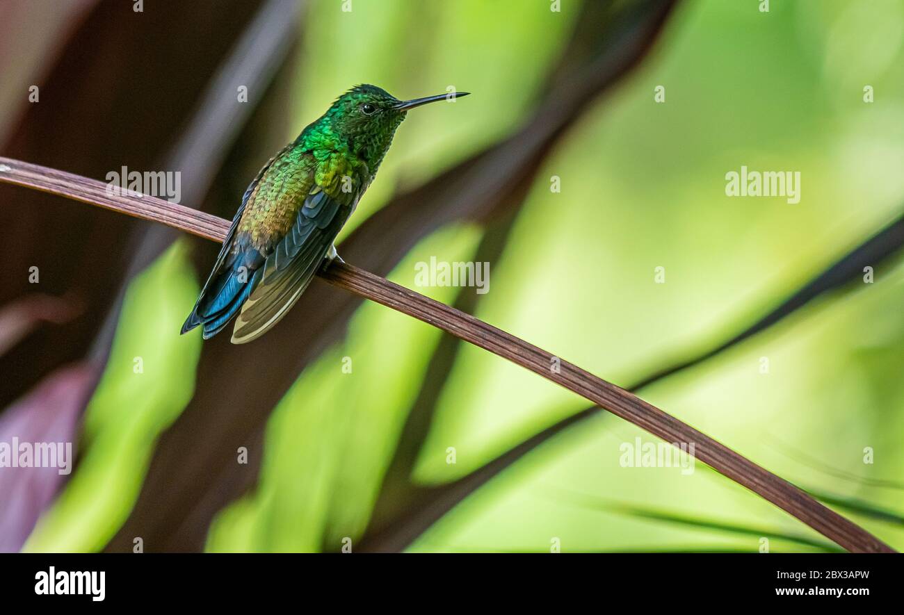 Ein farbenfroher Kolibri, der eine Weile ruht, bevor er seinen Flug wieder aufnimmt Stockfoto