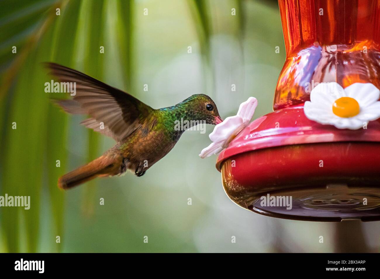 Ein farbenfroher Kolibri schwebt, während er sich mit süßem Nektar füttert Stockfoto