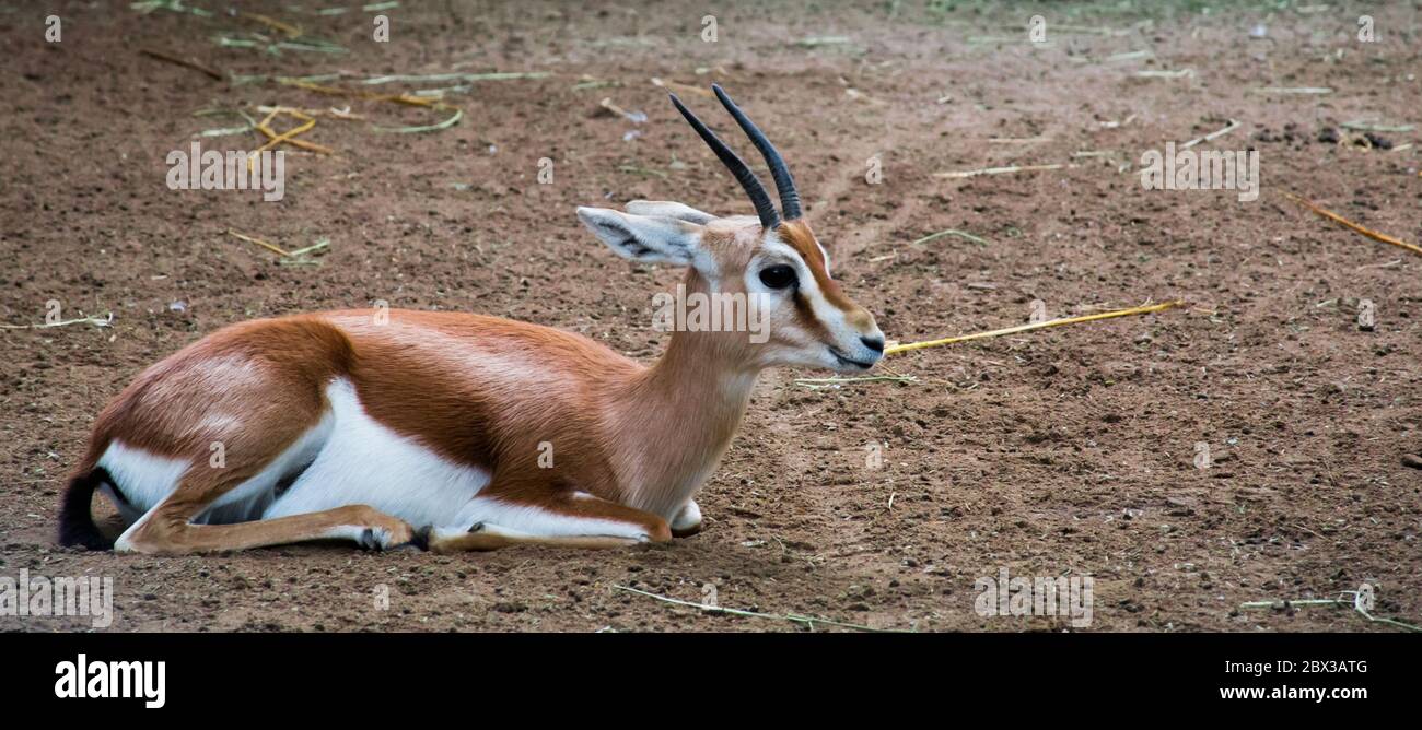 Dorcas Gazelle auf sandigen Böden sitzend und entspannend Stockfoto