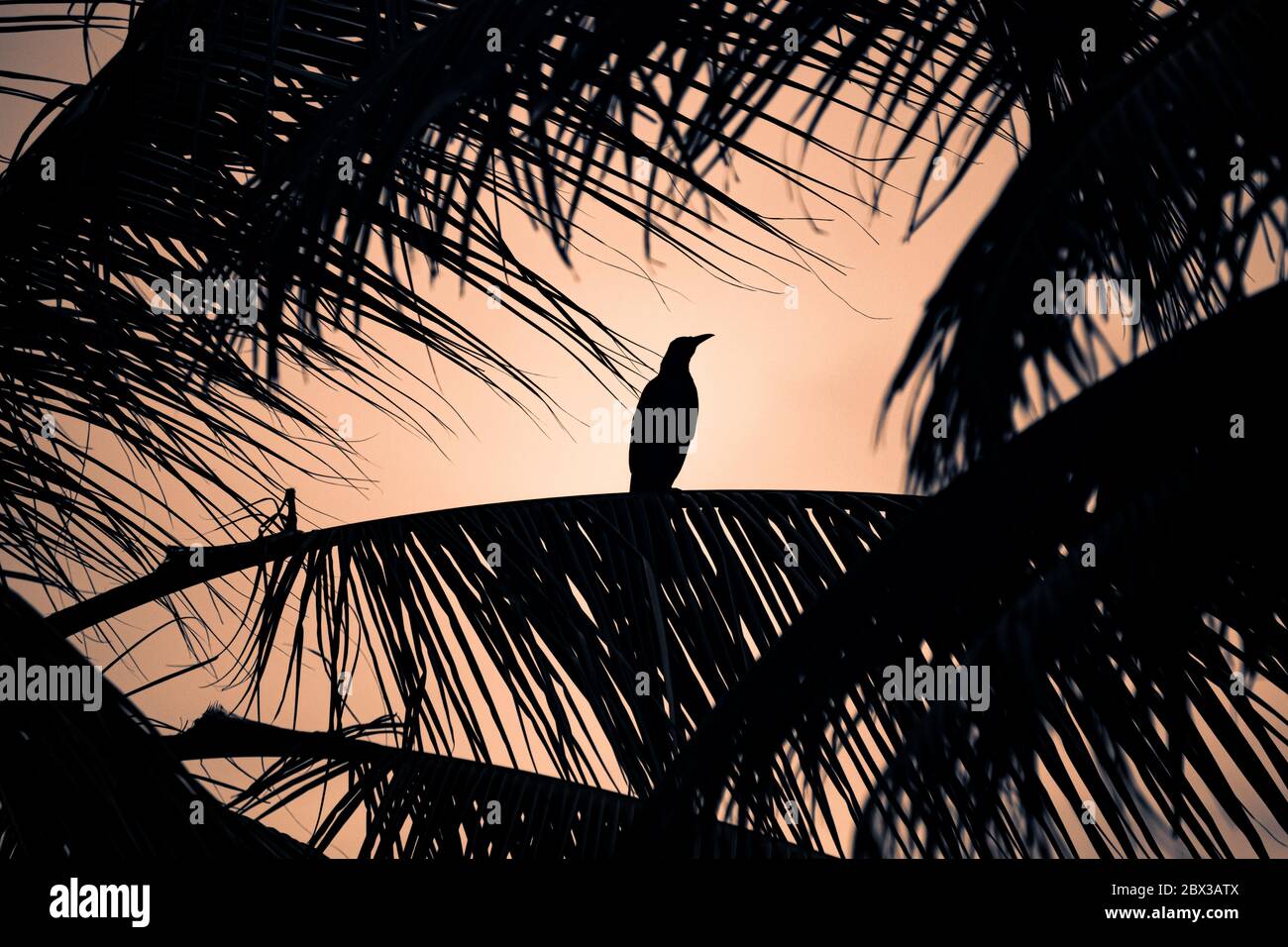 Ein nicht identifizierter Seevogel auf einem hellen Hinterlicht steht auf einem Palmenzweig, wartet oder sucht nach etwas Stockfoto