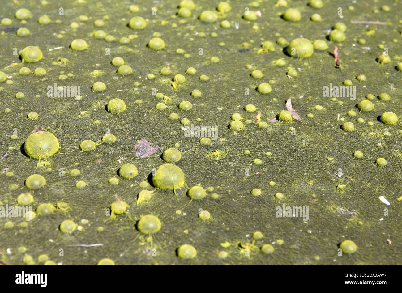 Blasen im Teich Abschaum Stockfoto