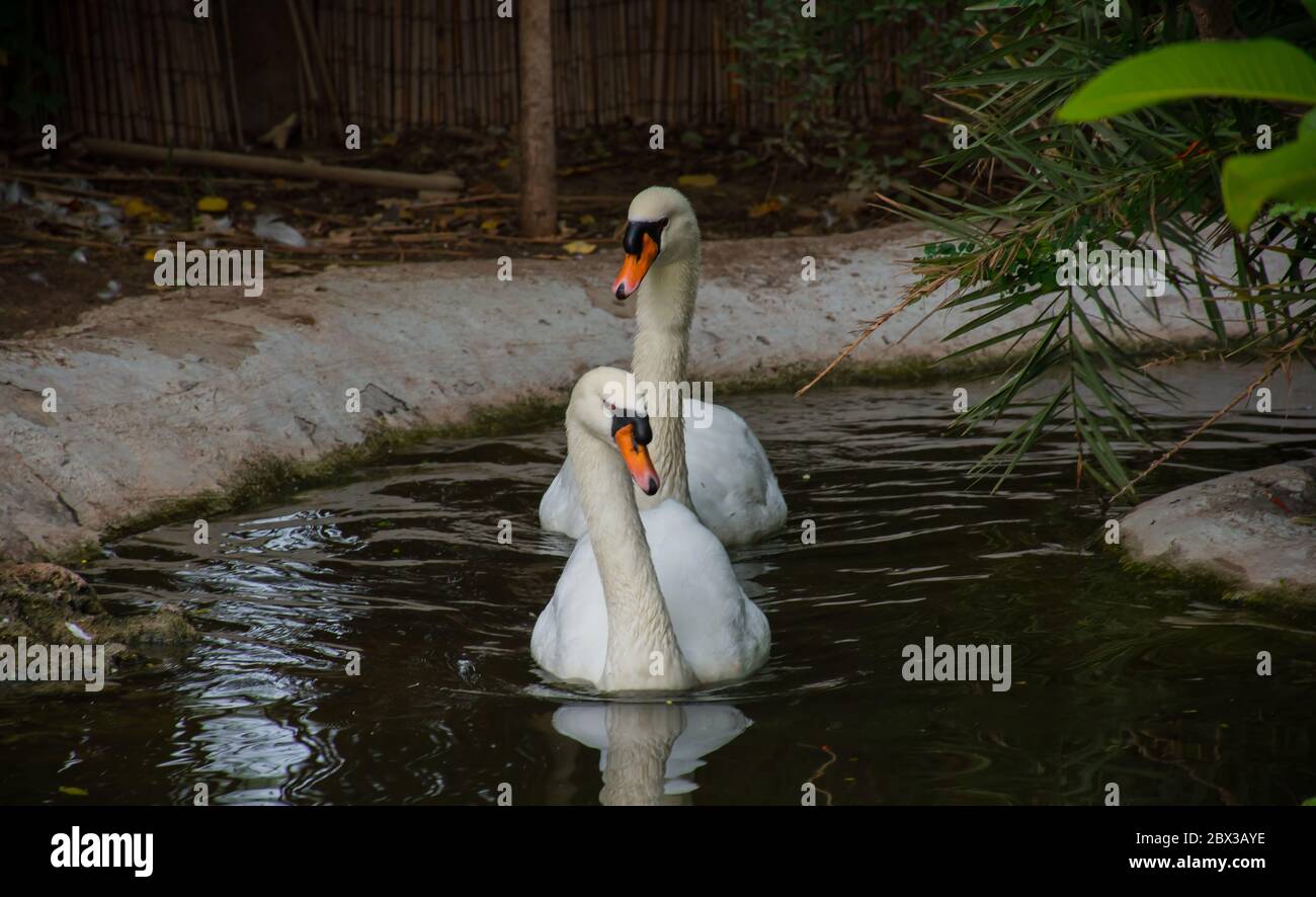 Mute Swan Pair Genießen Schwimmen im Wasser bekannt als Symbol der Liebe kommt aus der Tatsache, dass diese Vögel bilden langfristige Paar Bindungen Stockfoto