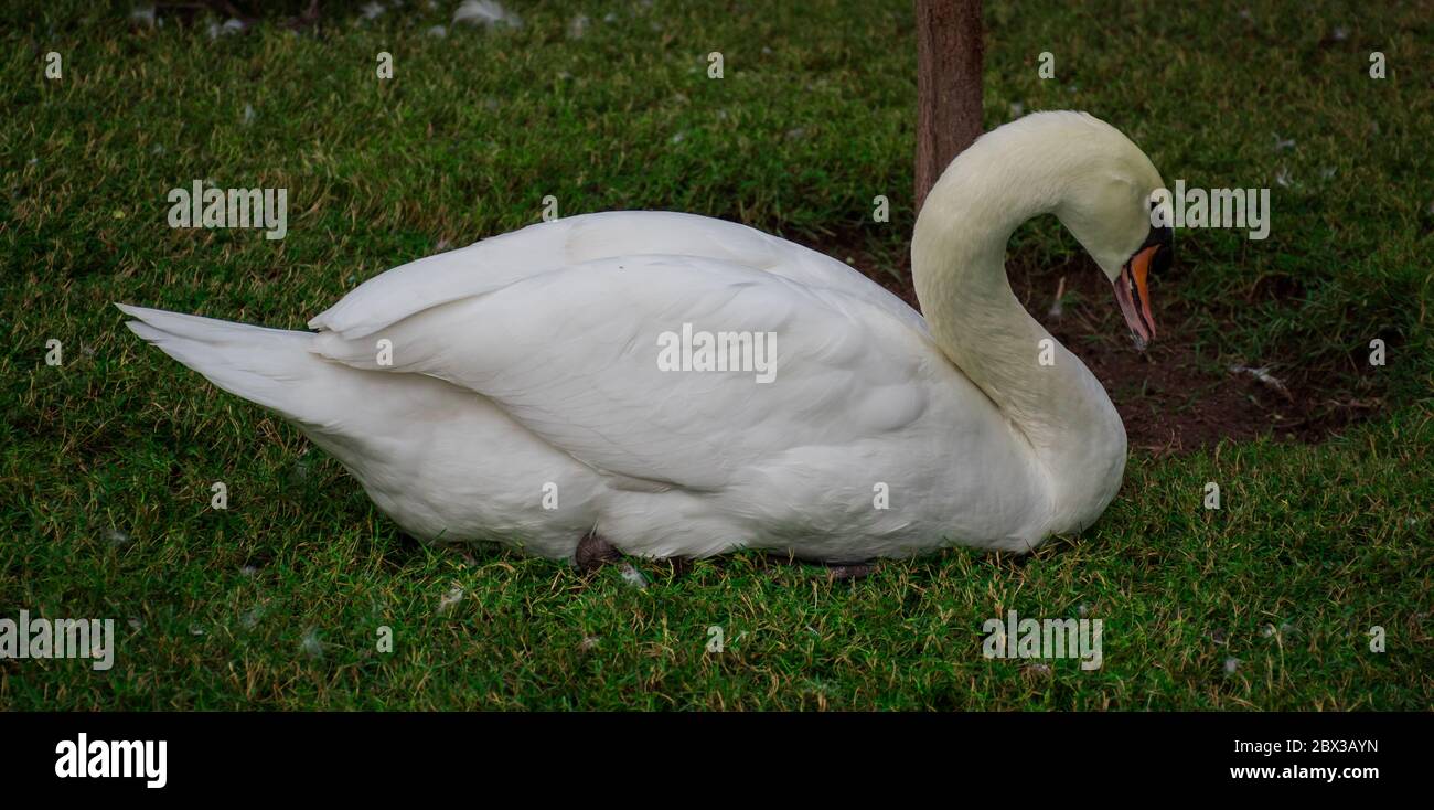 Mute Swan sitzt auf Gras mit Hals in einer starken S-Kurve als aggressive Haltung für Vögel gehalten Stockfoto