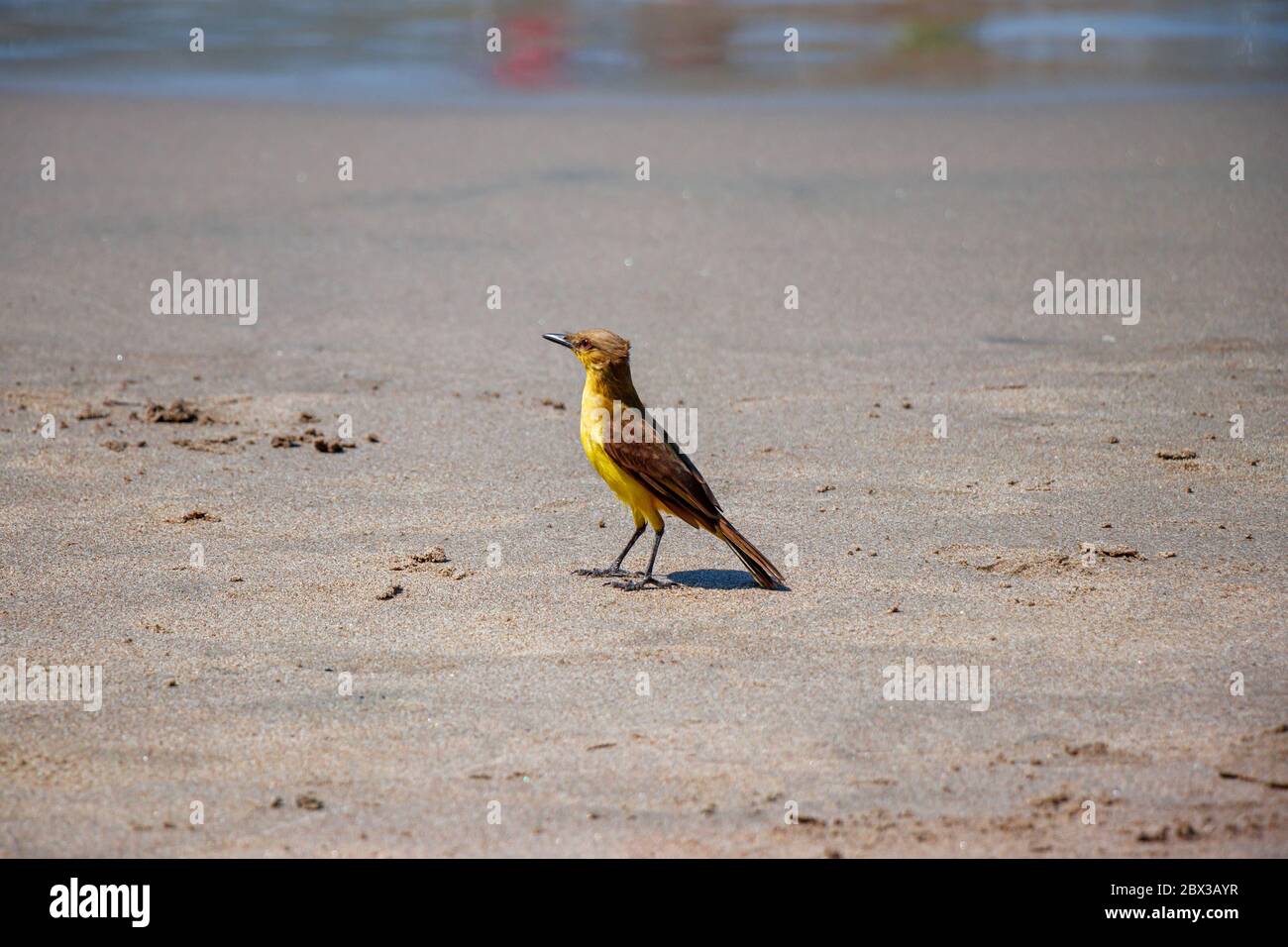 Ein gelber tropischer Vogel, der auf einem Strandsand steht Stockfoto