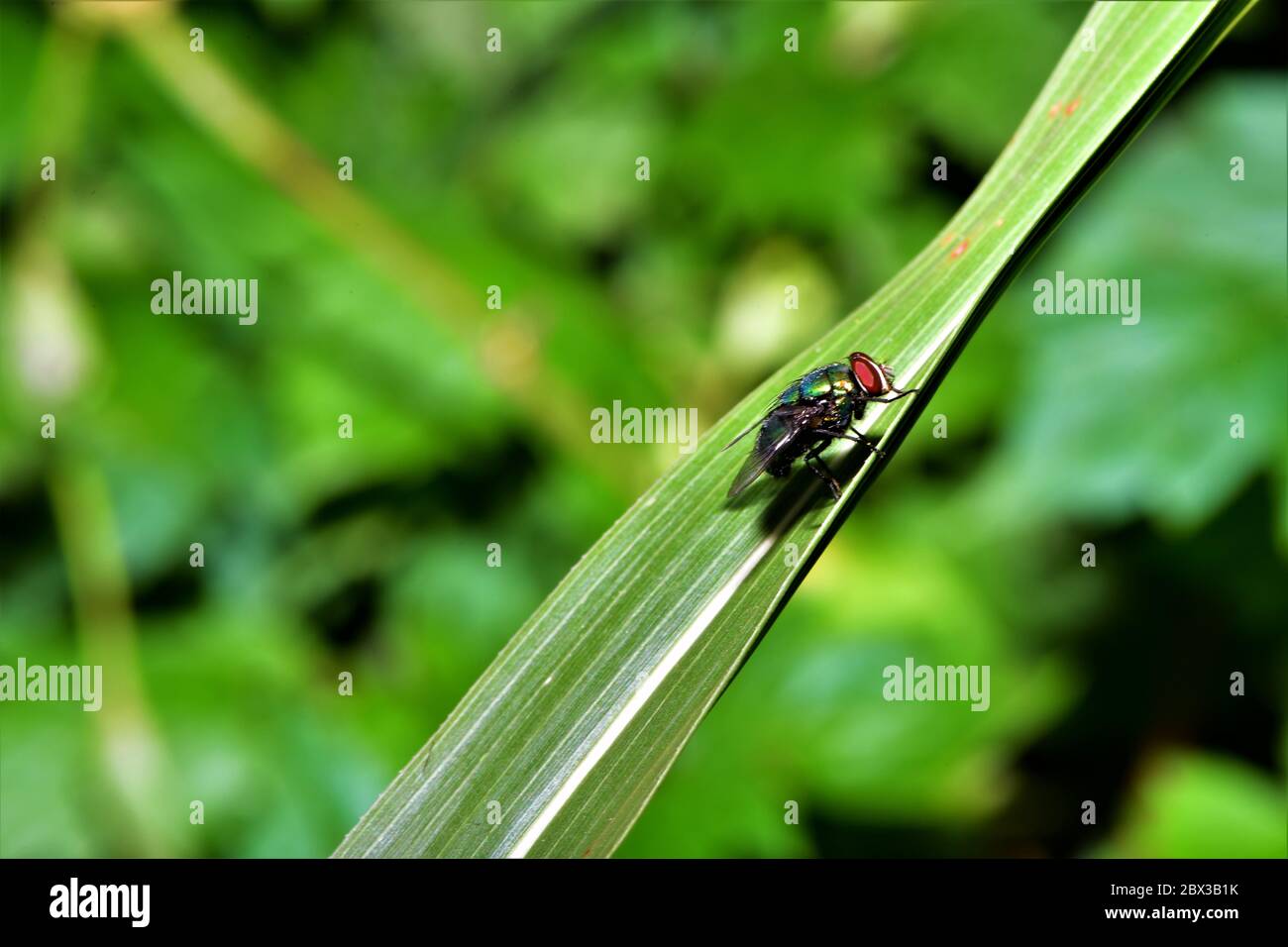 Eine grüne Flasche fliegen auf einem Grashalm. Stockfoto