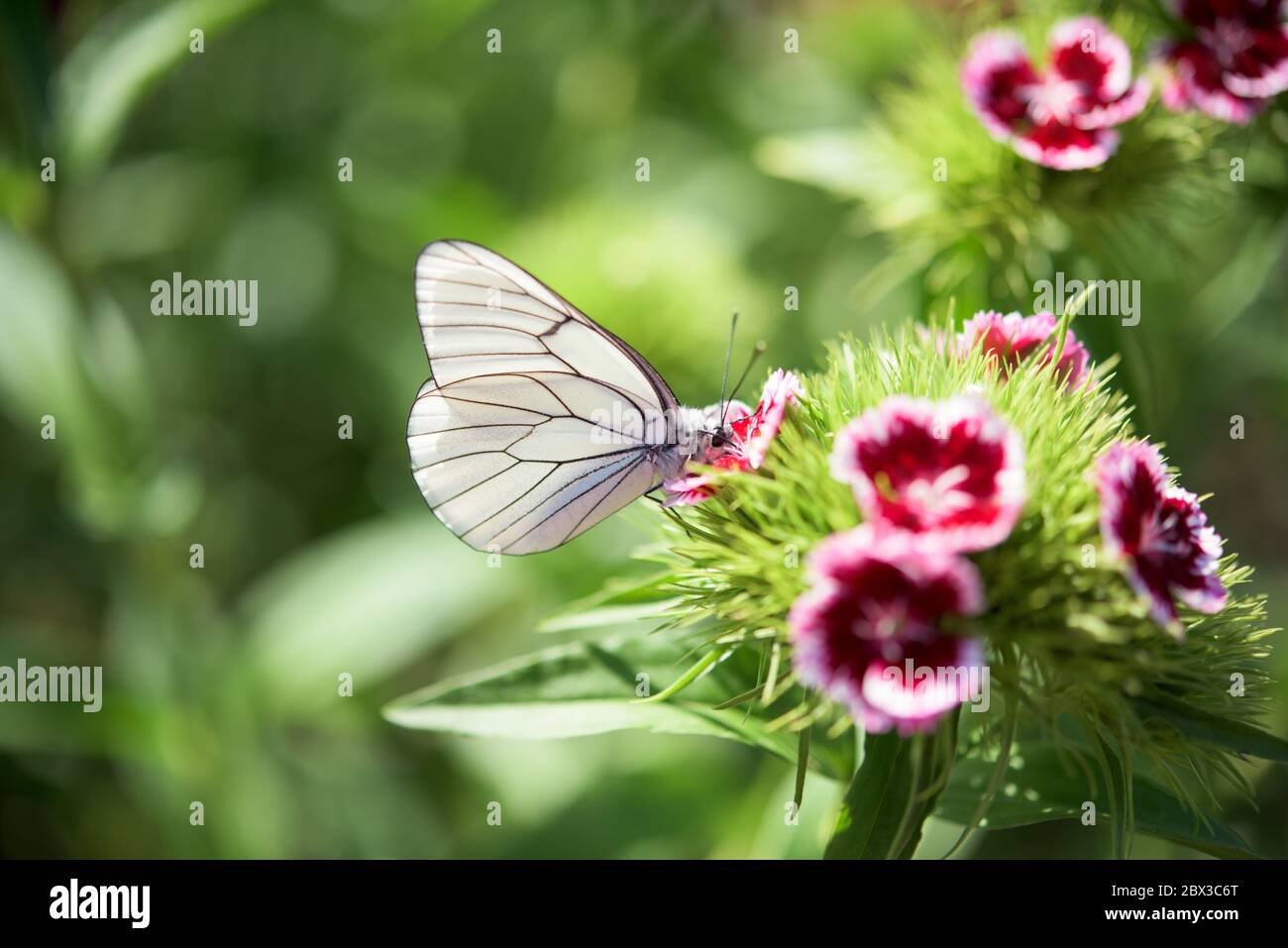 Weißer attraktiver Schmetterling in einem Blumengarten- Aporia crataegi Stockfoto